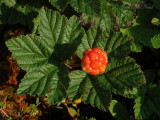 Cloudberry a.k.a. Baked Apple Berry: <i>Rubus chamaemorus</i>