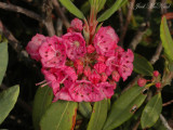 Sheep Laurel: <i>Kalmia angustifolia</i>