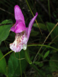 Dragons Mouth Orchid: <i>Arethusa bulbosa</i>