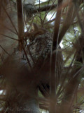 Long-eared Owl