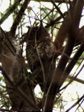 Long eared Owl with eyes open