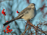 Northern Mockingbird: Essex Co., MA