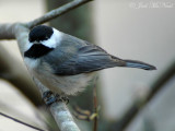 Carolina Chickadee