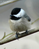 Carolina Chickadee