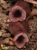 Little Brown Jugs: <i>Hexastylis arifolium</i>