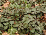 Allegheny Spurge: <i>Pachysandra procumbens</i>