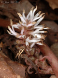 Allegheny Spurge: <i>Pachysandra procumbens</i>