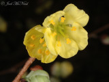 Winterhazel (Asia): <i>Corylopsis pauciflora</i>