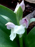 Showy Orchis: <i>Galearis spectabilis</i>
