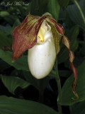 Kentucky Ladys Slipper: <i>Cypripedium kentuckiense</i>