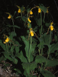 Yellow Ladys Slipper: <i>Cypripedium pubescens</i>