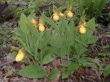 Yellow Ladys Slipper: <i>Cypripedium pubescens</i>
