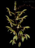 <i>Catasetum lanciferum</i>