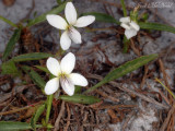 Lance-leaved Violet: <i>Viola lanceolata</i>