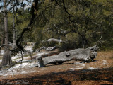 Deadwood from under Live Oak