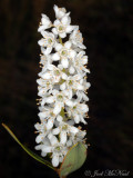 Titi: <i>Cyrilla racemiflora</i>