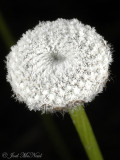 Tenangle Pipewort: <i>Eriocaulon decangulare</i>