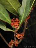 Odorless Bayberry: <i>Myrica inodora</i>