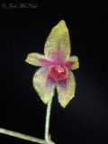 <i>Platystele ximenae</i>