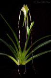 <i>Phragmipedium lindenii</i>