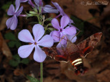 Nessus Sphinx Moth (<i>Amphion floridensis</i>) on Blue Phlox (<i>Phlox divaricata</i>)