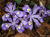 Dwarf Crested Iris: <i>Iris cristata</i>