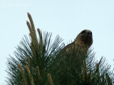 Red-shouldered Hawk