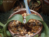 <i>Welwitschia mirabilis</i>: UGA greenhouse