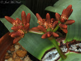 <i>Welwitschia mirabilis</i>: male strobili