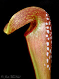 Hooded Pitcher Plant: <i>Sarracenia minor</i>