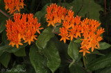 Butterfly Weed: <i>Asclepias tuberosa</i>