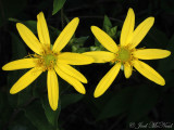 Starry Rosinweed: <i>Silphium asteriscus</i>