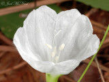 Southern Dawnflower: <i>Stylisma humistrata</i>