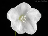 Southern Dawnflower: <i>Stylisma humistrata</i>