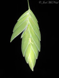 River Oats: <i>Chasmanthium latifolium</i>