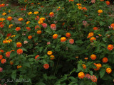 <i>Lantana camara</i>