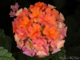 <i>Lantana camara</i>