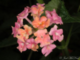 <i>Lantana camara</i>