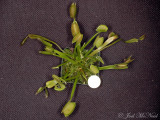 Venus Flytrap: <i>Dionaea muscipula</i> (quarter for scale)