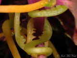 Beaked Dodder haustoria: <i>Cuscuta rostrata</i>