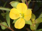 Seedbox: <i>Ludwigia alternifolia</i>