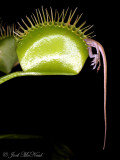 Venus Lizardtrap with Anole: <i>Dionaea muscipula</i>