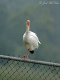 White Ibis