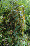 5-angled Dodder: <i>Cuscuta pentagona</i>