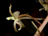 Cranefly Orchid: <i>Tipularia discolor</i>