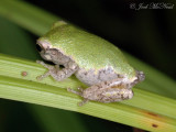 juvenile Gray Treefrog (probably Copes)