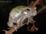 (Copes) Gray Treefrog