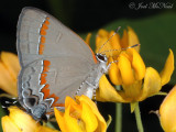 Red-banded Hairstreak