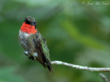 GA feeder birds: 2007-09