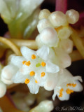 Beaked Dodder: <i>Cuscuta rostrata</i>